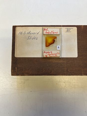 Media type: image;   Invertebrate Zoology 172207 Description: Photograph of microscope slide and handwritten label.;  Aspect: slide